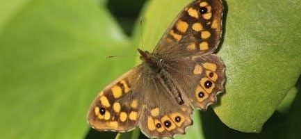 identifier insect eggs identification guide uk